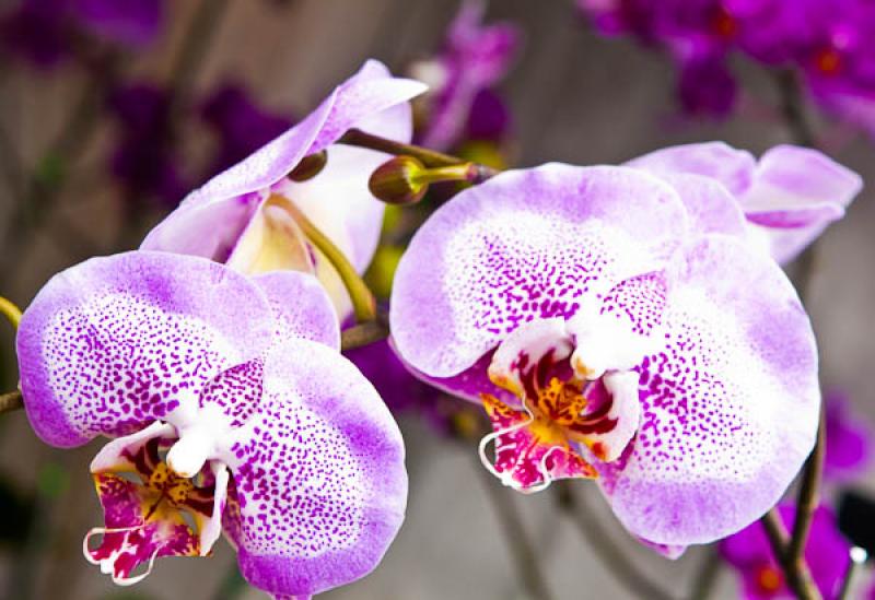 Phalaenopsis Freds