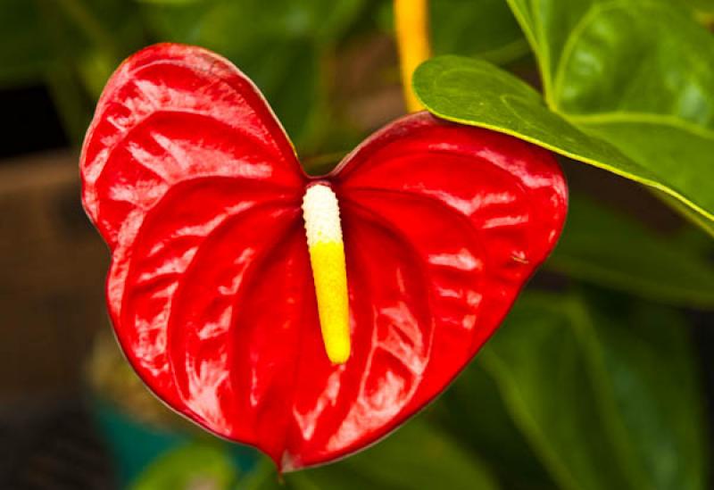 Anthurium