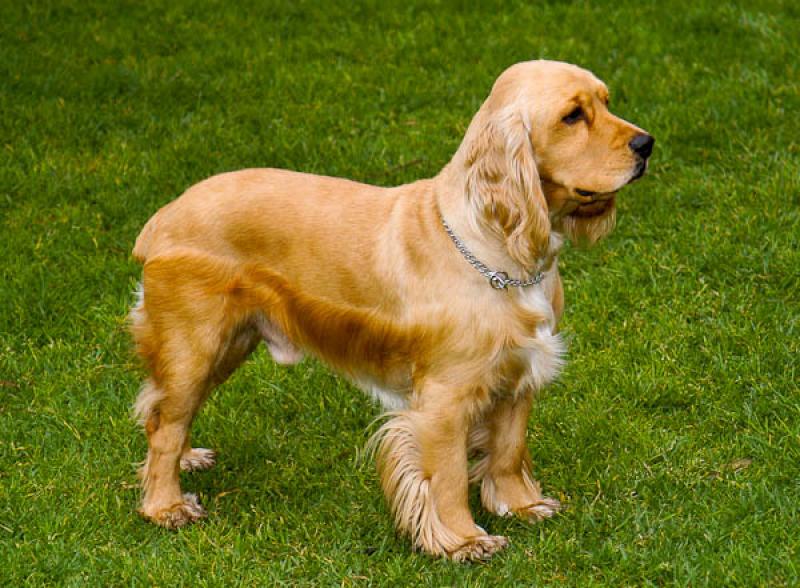 Cocker Spaniel