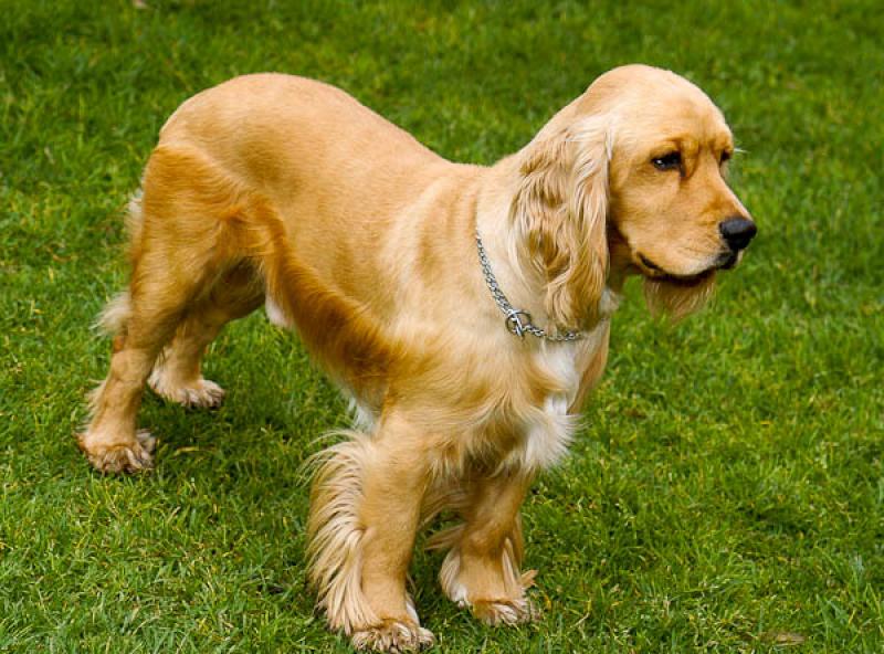 Cocker Spaniel