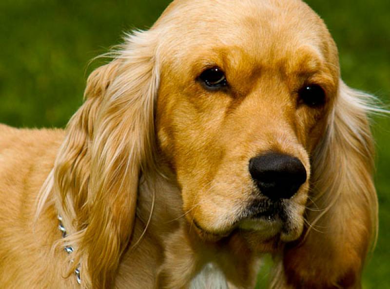 Cocker Spaniel