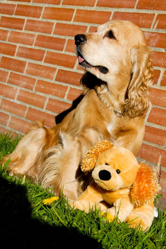 Cocker Spaniel