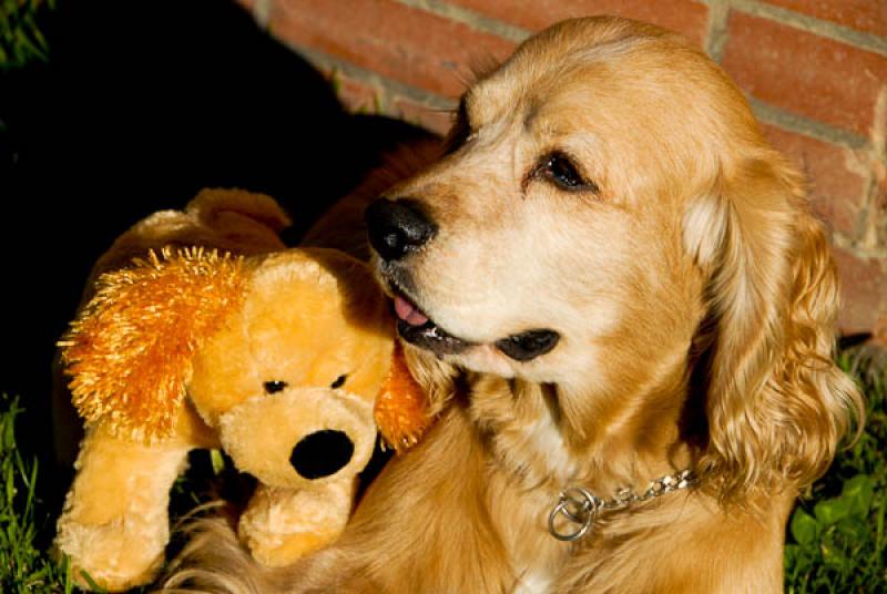 Cocker Spaniel