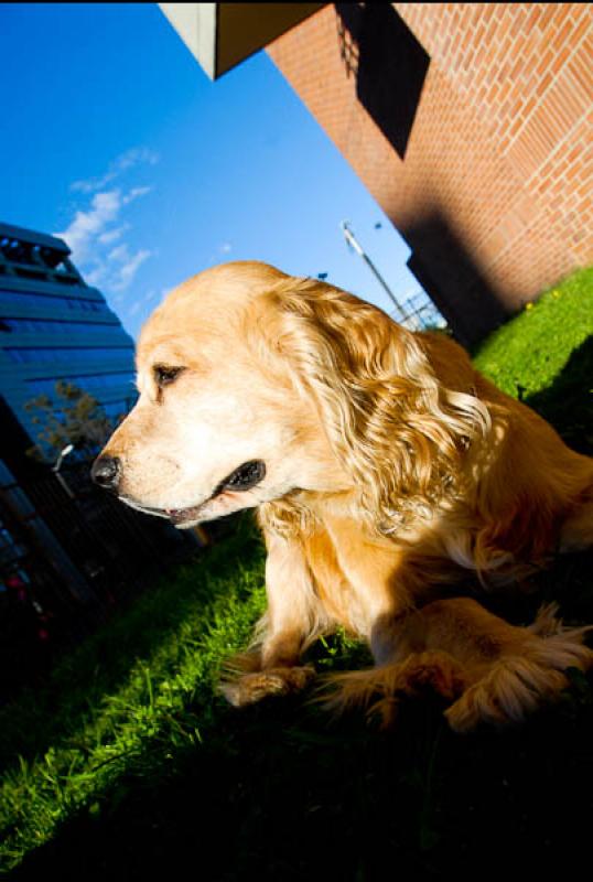 Cocker Spaniel