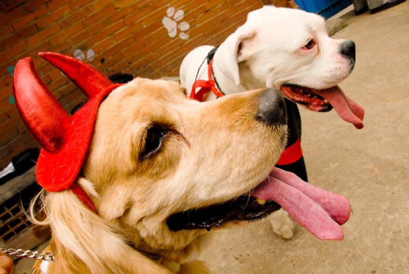 Cocker Spaniel y Boxer