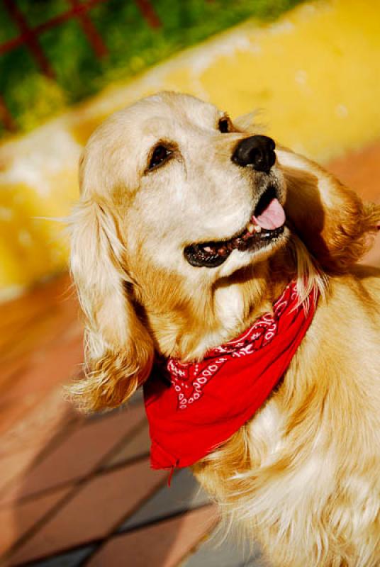 Cocker Spaniel