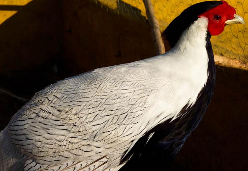 Galliformes, Parque de Avestruces, Parque Nacional...