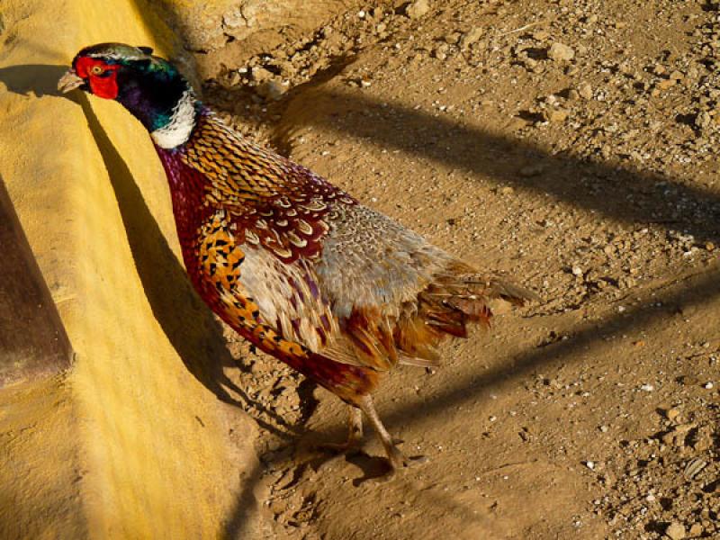 Phasianus colchicus, Parque de Avestruces, Parque ...