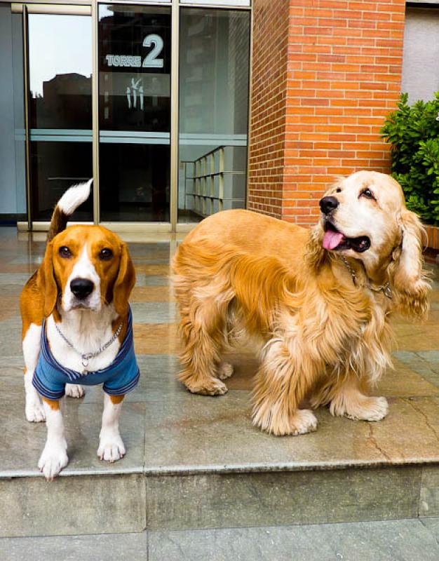 Beagle y Cocker Spaniel