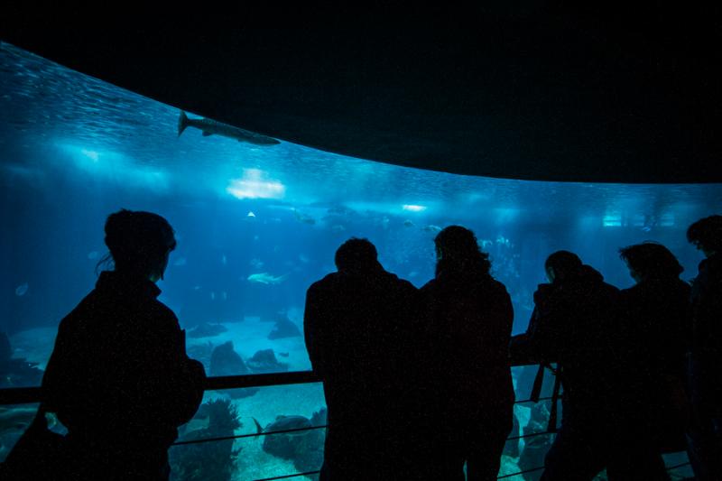 Acuario en el Oceanario de Lisboa, Parque das Naç...