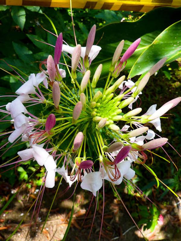 Hedychium gardnerianum