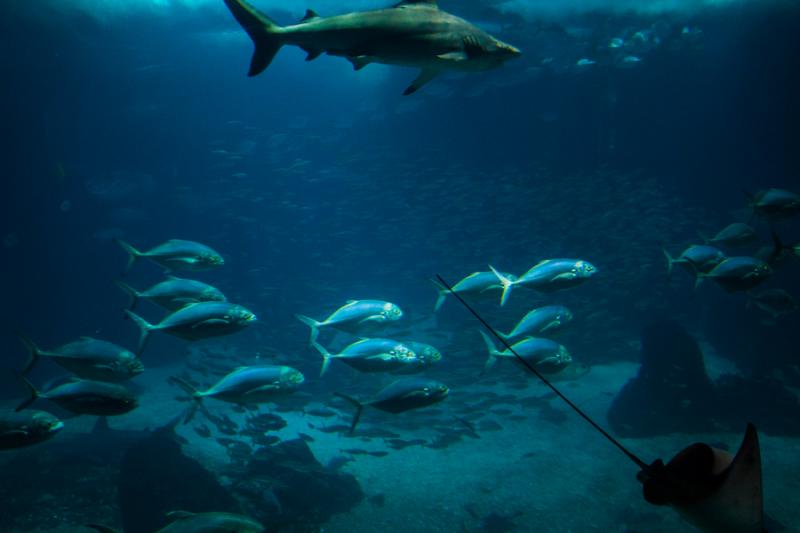 Acuario en el Oceanario de Lisboa, Parque das Naç...