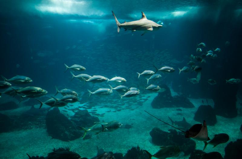 Tiburones Nodriza, Acuario en el Oceanario de Lisb...