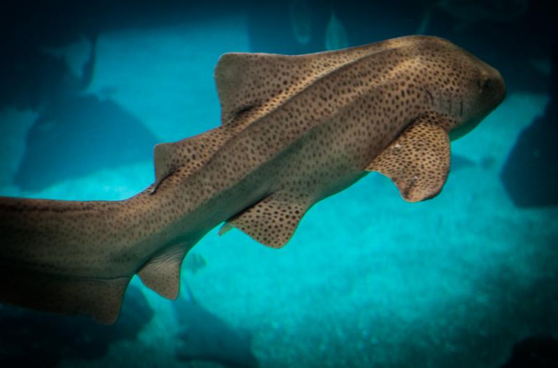 Tiburones Nodriza, Acuario en el Oceanario de Lisb...