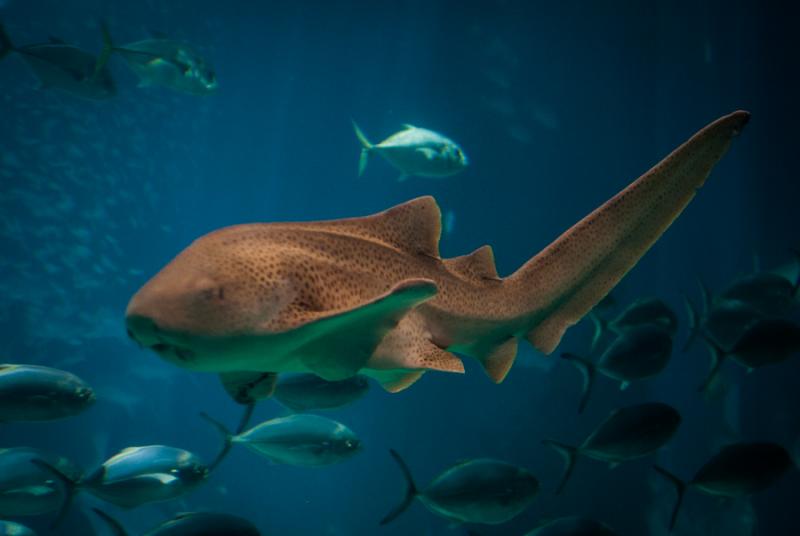 Tiburones Nodriza, Acuario en el Oceanario de Lisb...