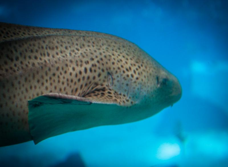 Tiburones Nodriza, Acuario en el Oceanario de Lisb...