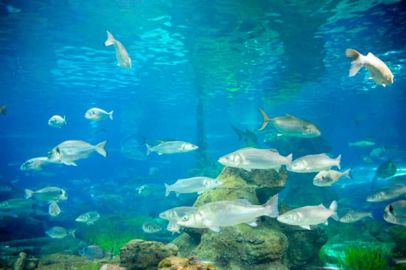 LÂ´Aquarium de Barcelona, Port Vell, La Rambla, ...