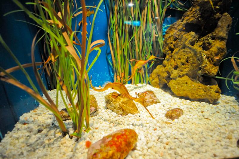 LÂ´Aquarium de Barcelona, Port Vell, La Rambla, ...