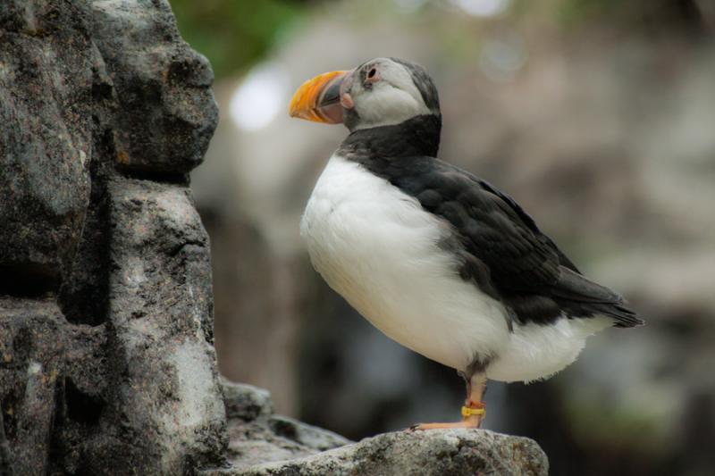 Frailecillo Comun, Acuario en el Oceanario de Lisb...