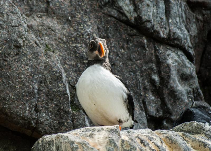 Frailecillo Comun, Acuario en el Oceanario de Lisb...