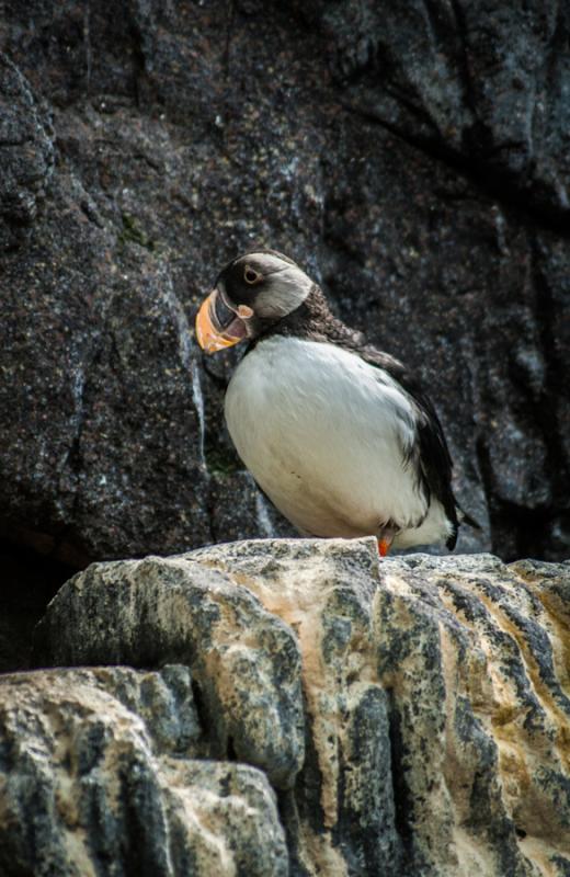 Frailecillo Comun, Acuario en el Oceanario de Lisb...