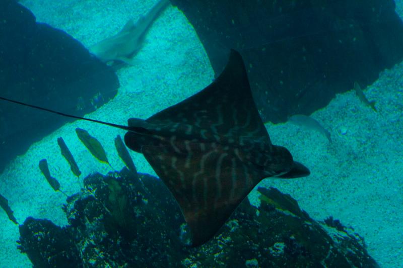 Raya Gavilan, Acuario en el Oceanario de Lisboa, P...