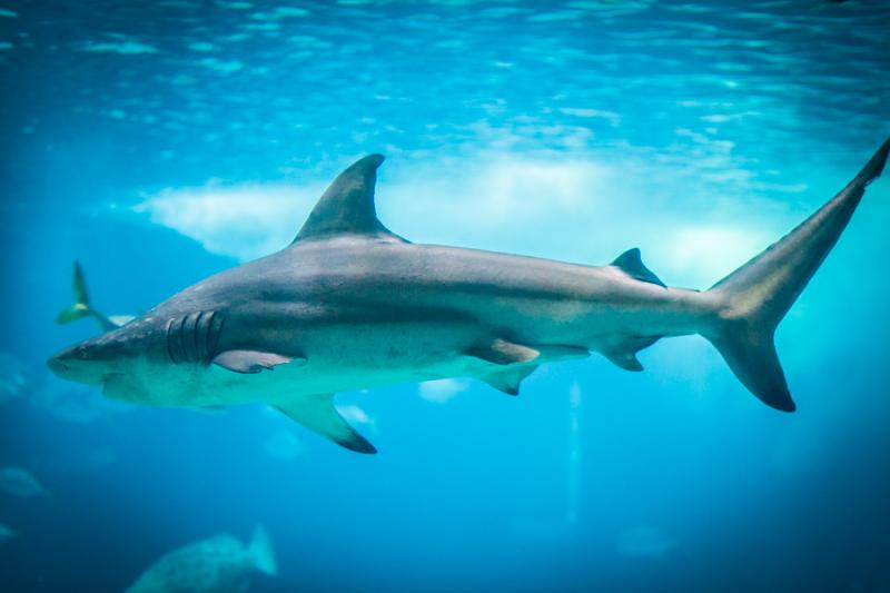 Tiburon, Acuario en el Oceanario de Lisboa, Parque...