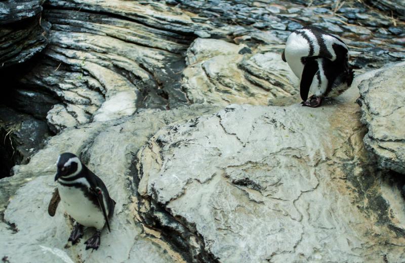 Pinguinos del Acuario en el Oceanario de Lisboa, P...