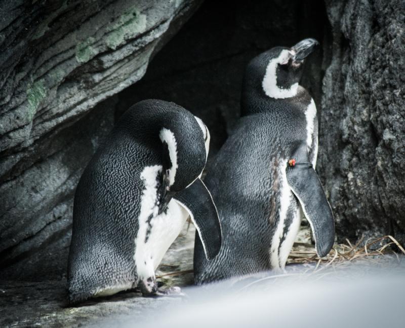 Pinguinos del Acuario en el Oceanario de Lisboa, P...