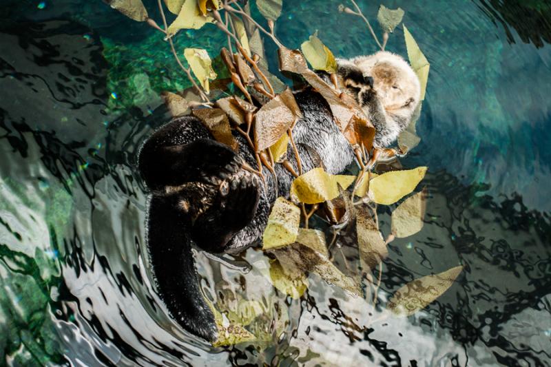 Nutria del Acuario en el Oceanario de Lisboa, Parq...