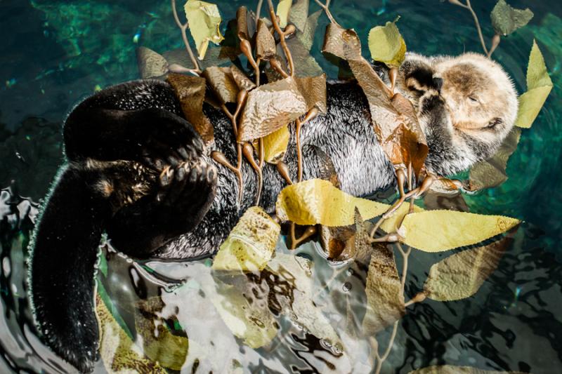 Nutria del Acuario en el Oceanario de Lisboa, Parq...