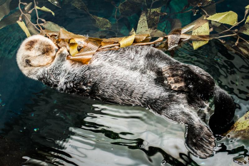 Nutria del Acuario en el Oceanario de Lisboa, Parq...