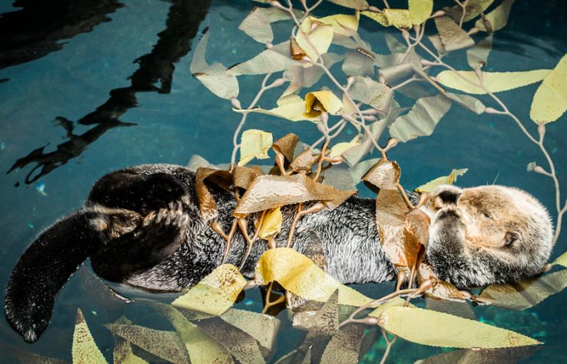 Nutria del Acuario en el Oceanario de Lisboa, Parq...