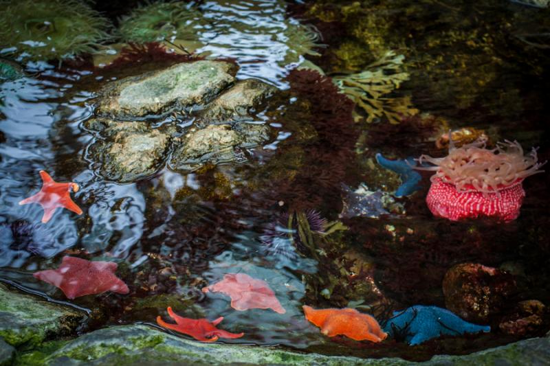 Acuario en el Oceanario de Lisboa, Parque das Naç...