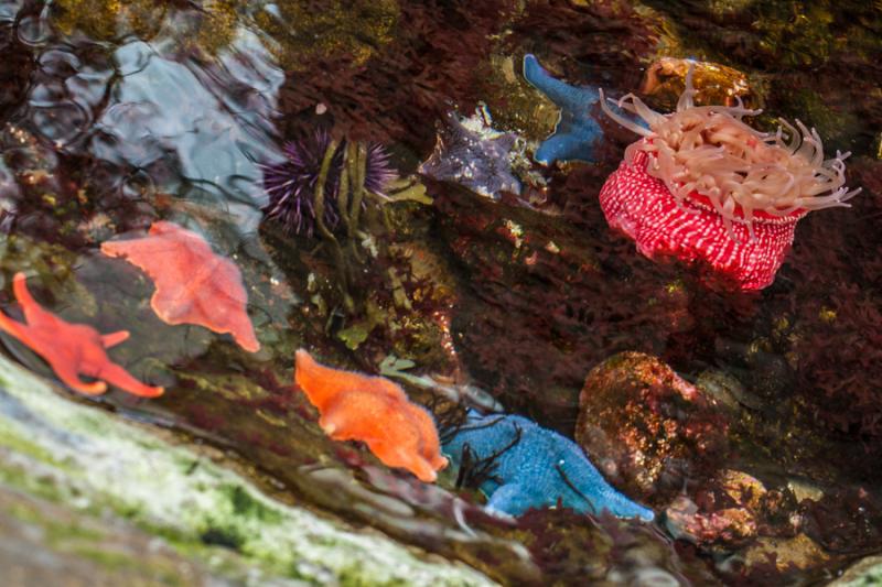 Acuario en el Oceanario de Lisboa, Parque das Naç...