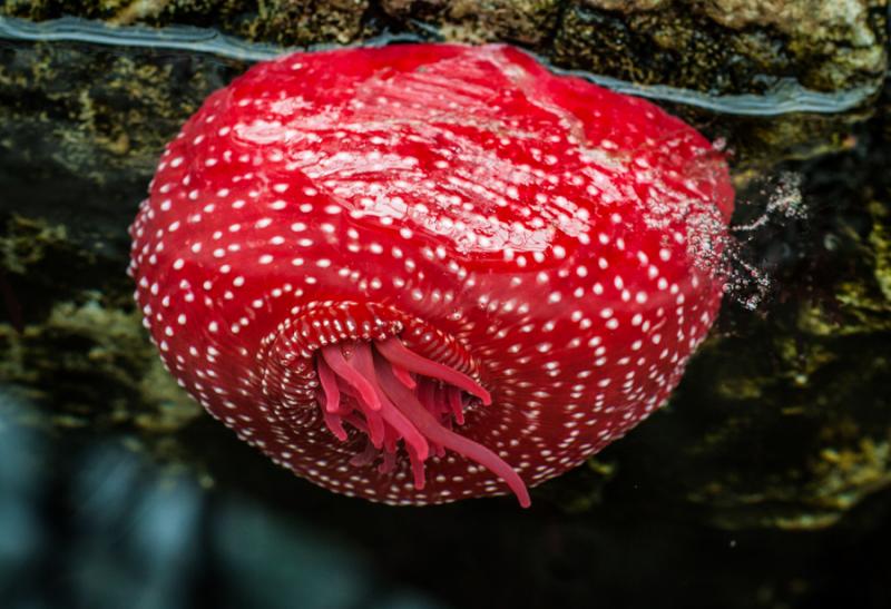 Acuario en el Oceanario de Lisboa, Parque das Naç...