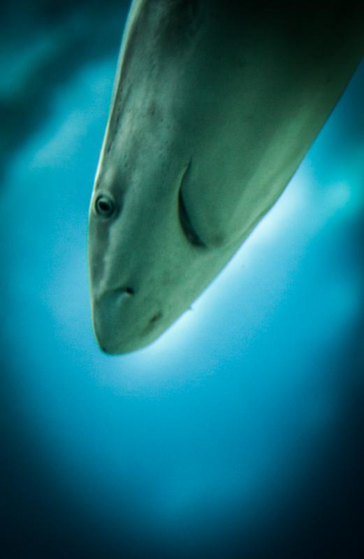 Tiburones Nodriza, Acuario en el Oceanario de Lisb...