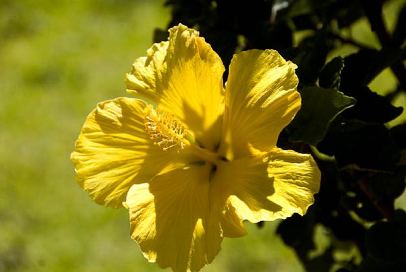 Hibiscus