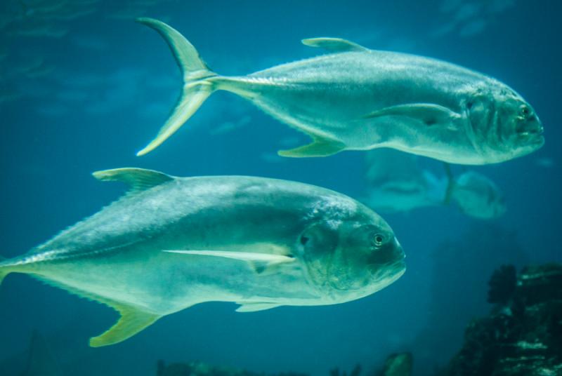 Primer Plano de un Jurel, Acuario en el Oceanario ...