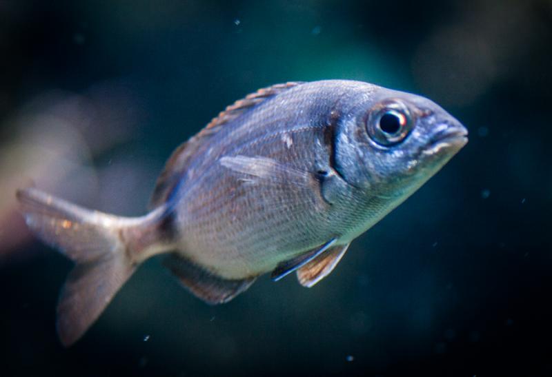 Acuario en el Oceanario de Lisboa, Parque das Naç...