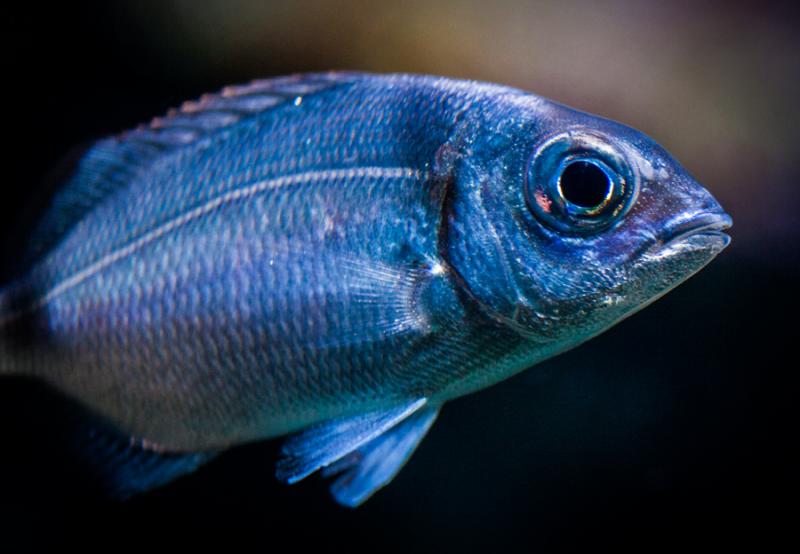 Acuario en el Oceanario de Lisboa, Parque das Naç...