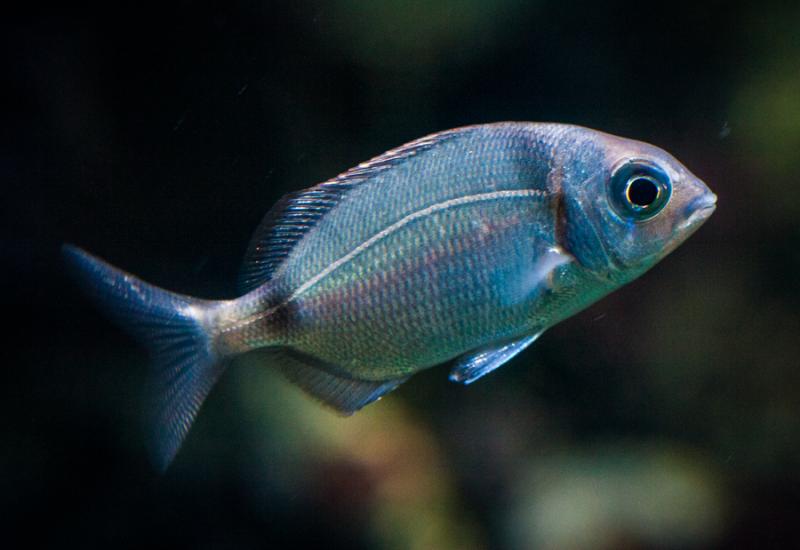 Acuario en el Oceanario de Lisboa, Parque das Naç...