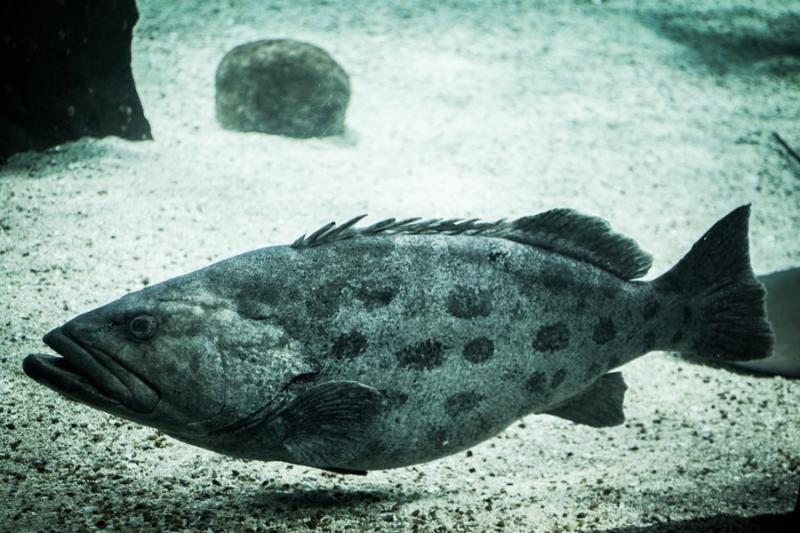 Primer Plano de un Mero, Acuario en el Oceanario d...