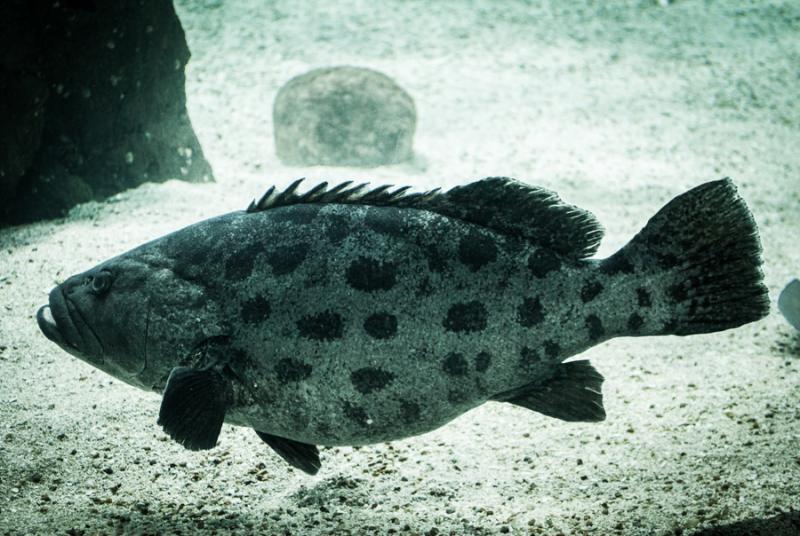 Primer Plano de un Mero, Acuario en el Oceanario d...