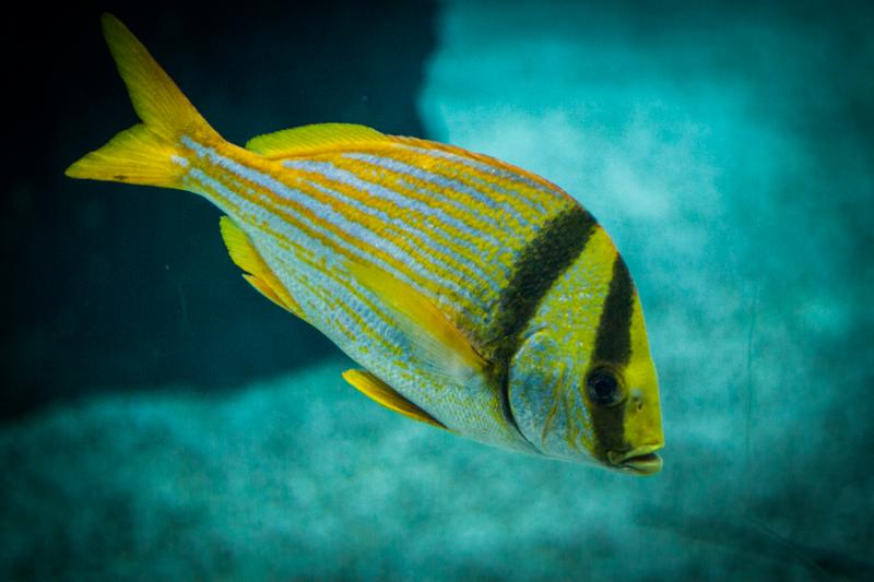 Acuario en el Oceanario de Lisboa, Parque das Naç...