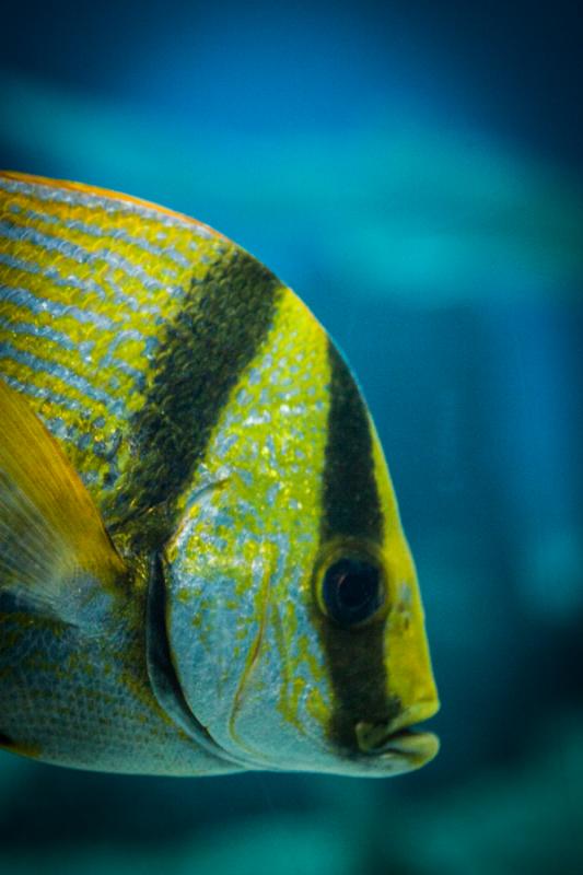 Acuario en el Oceanario de Lisboa, Parque das Naç...