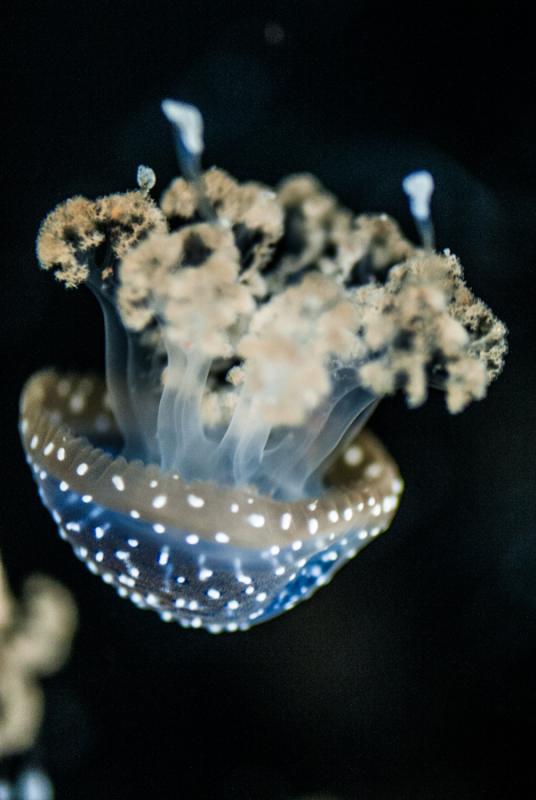 Mastigias Papua, Acuario en el Oceanario de Lisboa...