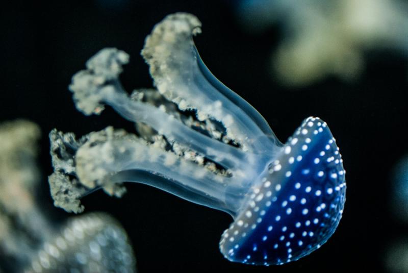 Mastigias Papua, Acuario en el Oceanario de Lisboa...