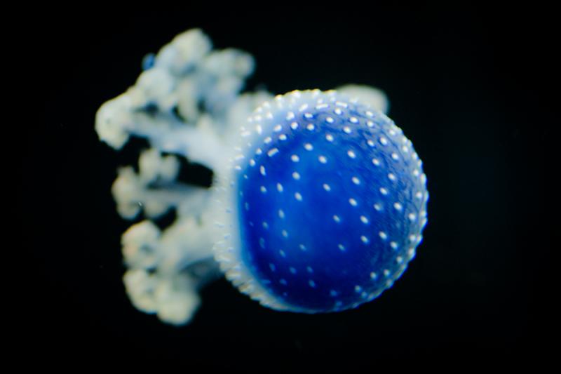 Mastigias Papua, Acuario en el Oceanario de Lisboa...