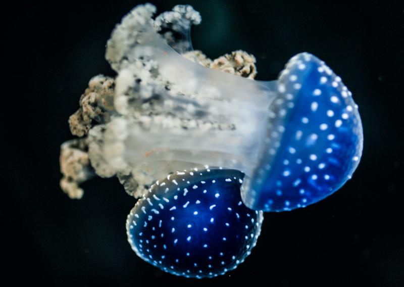 Mastigias Papua, Acuario en el Oceanario de Lisboa...